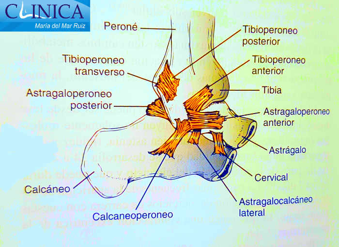 Anatomía ligamentosa lateral del tobillo