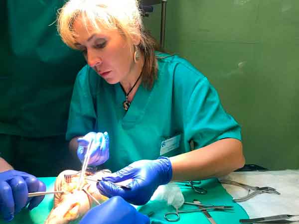 Anatomía y disección del pie para Podólogos, en el que la Dra. Mª del Mar Ruiz participó como profesora, impartiendo técnicas quirúrgicas de pie y tobillo a los alumnos.